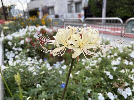街中の白い彼岸花5の写真