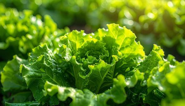 野菜・レタスの葉っぱのアップ 野菜・レタスの葉っぱのアップの写真