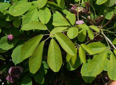 アケビ アケビ アケビ,木通,通草の写真素材