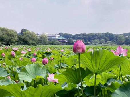 ハス ハス ハス,蓮,花びらの写真素材