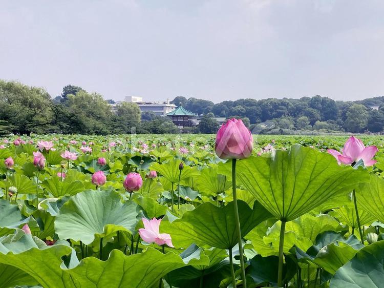 ハス ハス,蓮,花びらの写真素材