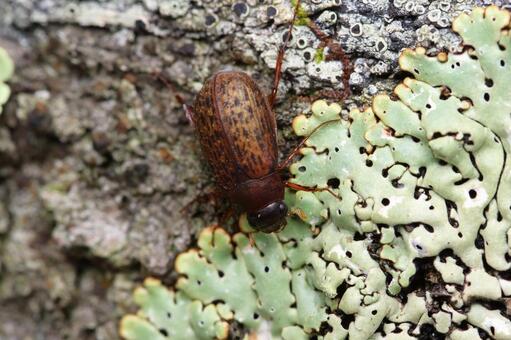 ヒゲナガビロウドコガネ？ ヒゲナガビロウドコガネ,ビロウドコガネ,コガネムシの写真素材