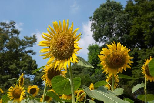 Sunflower field in midsummer, JPG Sunflower field in midsummer, JPG