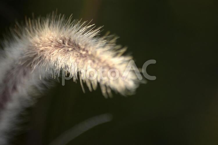 エノコログサ アップ,エノコログサ,光の写真素材