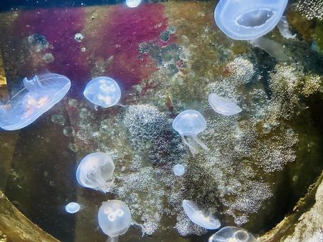 クラゲが舞う幻想のアクアリウム クラゲが舞う幻想のアクアリウムの写真