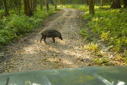 ワイルドボア　チトワン国立公園　1 ワイルドボア,チトワン,国立公園の写真素材