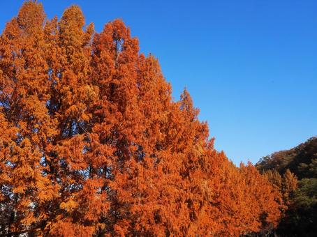 秋の子どもの森公園・メタセコイア・飯能市 秋,メタセコイア,あけぼの子どもの森公園の写真素材