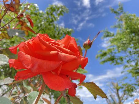 青空に映える赤い薔薇の花 青空に映える赤い薔薇の花の写真