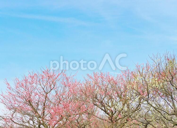 梅花のイメージ 梅,梅花,梅林の写真素材