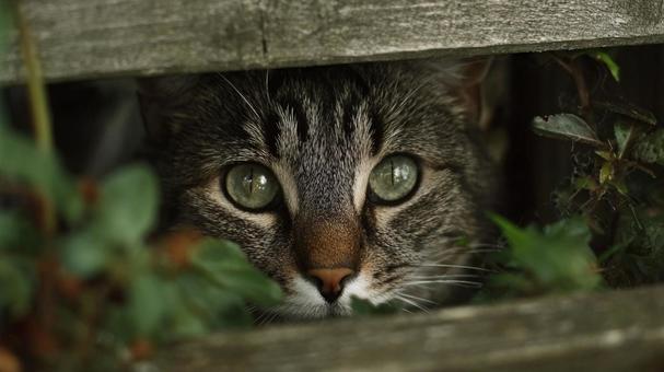 隙間から覗く、緑の目の猫 隙間から覗く、緑の目の猫の写真