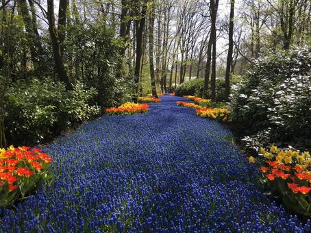 オランダ キューケンホフ公園 満開の花 花,春,オランダの写真素材
