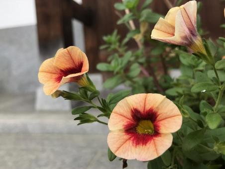 花 花の写真