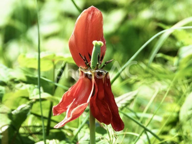 垂れてしまった花びら 植物,花びら,川辺の写真素材