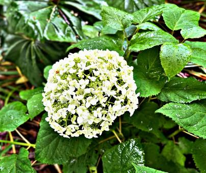 雨に濡れた紫陽花 雨に濡れた紫陽花の写真
