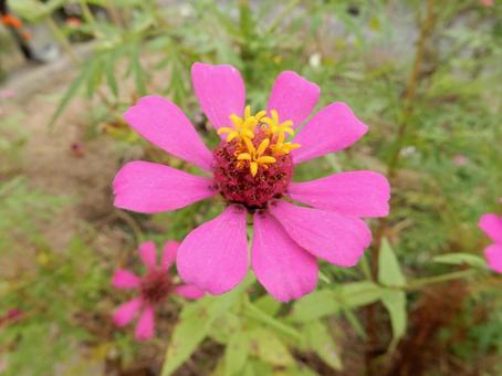 【花の写真】 ヒャクニチソウ（百日草）の写真