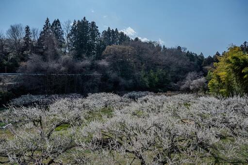 みさと梅林周辺の景色 みさと梅林,梅,花の写真素材