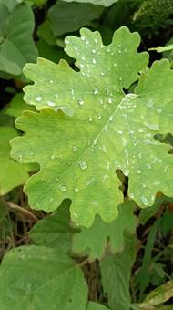 竹煮草は毒草・茎からは赤い液が出ます タケニグサ,赤い,竹煮草の写真素材