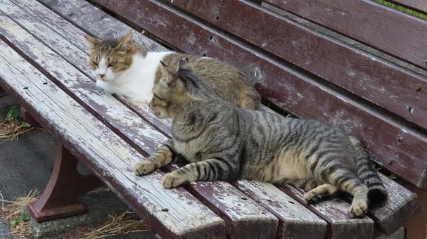 猫様たちが寛ぐためにあるようなベンチ 猫,キジトラ,キジシロの写真素材