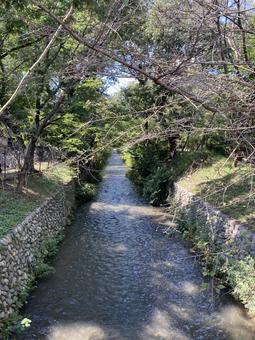 玉川上水の自然流水。玉川上水駅前 玉川上水,川,自然の写真素材