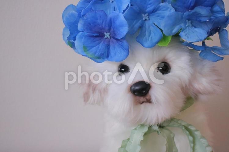 あじさいと犬 あじさい,犬,ペットの写真素材