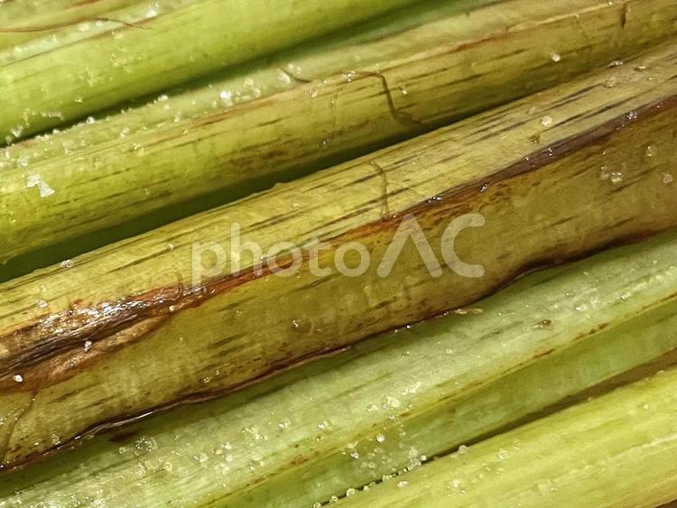 春の山菜ふきの茎（葉柄）を板摺り１６ ふき,塩,食塩の写真素材