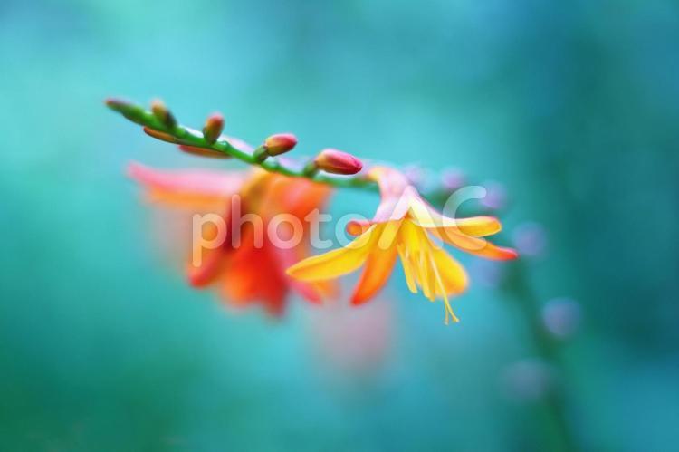 美しい背景とヒメヒオウギズイセン 花,ヒメヒオウギズイセン,植物の写真素材