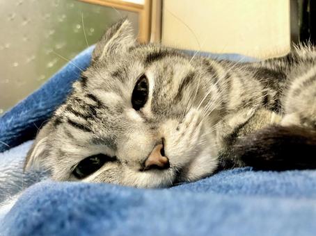 Photo, cat, small animals, a pet, 
