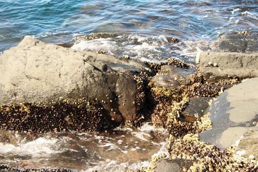 波打ち際のカメノテ 波打ち際のカメノテ 波打ち際,カメノテ,波の写真素材