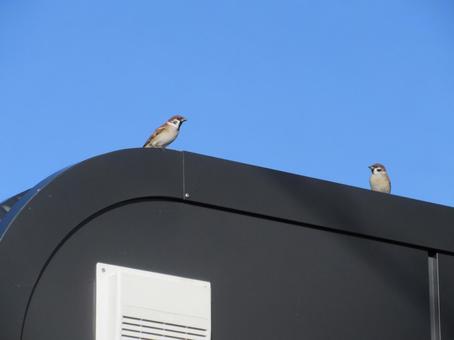 スズメ スズメ,雀,小鳥の写真素材