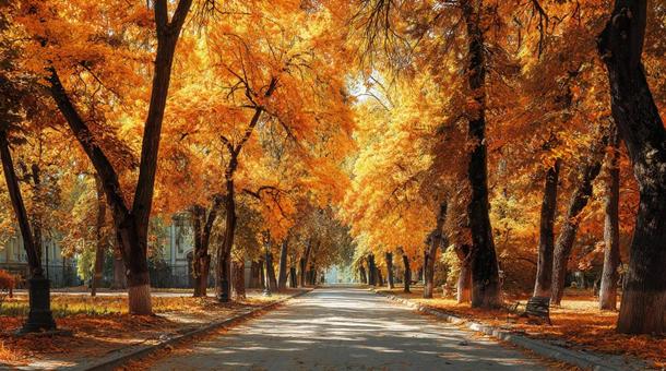 黄金の秋、彩り豊かな公園の写真