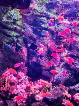水中撮影2 水中撮影2 魚,海,サンゴの写真素材