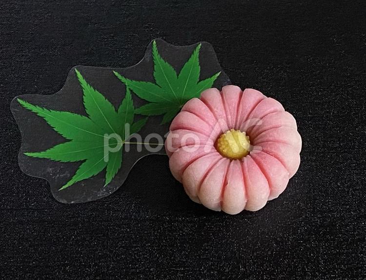 秋の和菓子練り切り 秋,和菓子,菊の写真素材