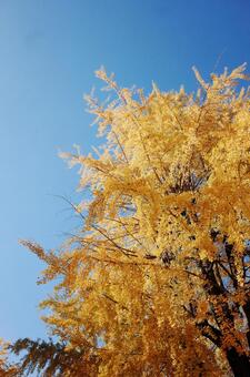 秋の青空と黄金色のイチョウ イチョウ,銀杏,黄葉の写真素材