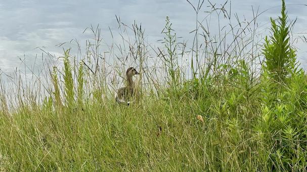 ぼーっとしてる ぼーっとしてる 野鳥,休憩,休みの写真素材