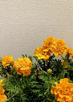 マリーゴールド マリーゴールドの写真