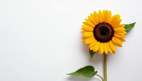白背景に片隅に一輪のひまわりの写真
