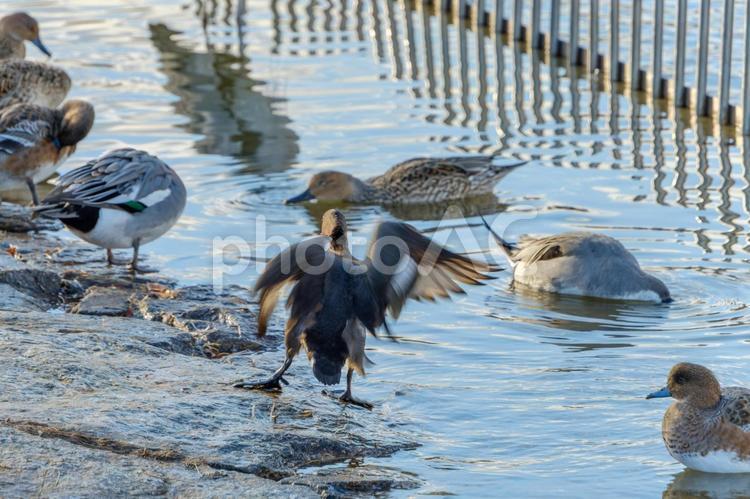 羽ばたきながら水辺に集うカモたち カモ,鳥,野鳥の写真素材