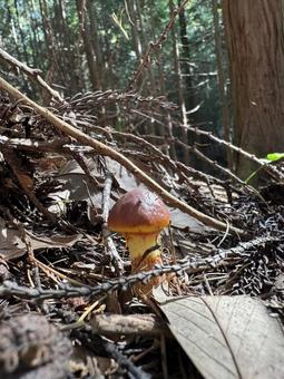 きのこ(ハナイグチ) きのこ(ハナイグチ) 茸,キノコ,きのこの写真素材