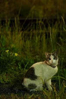 スナップフォト 〜猫〜 スナップフォト 〜猫〜の写真