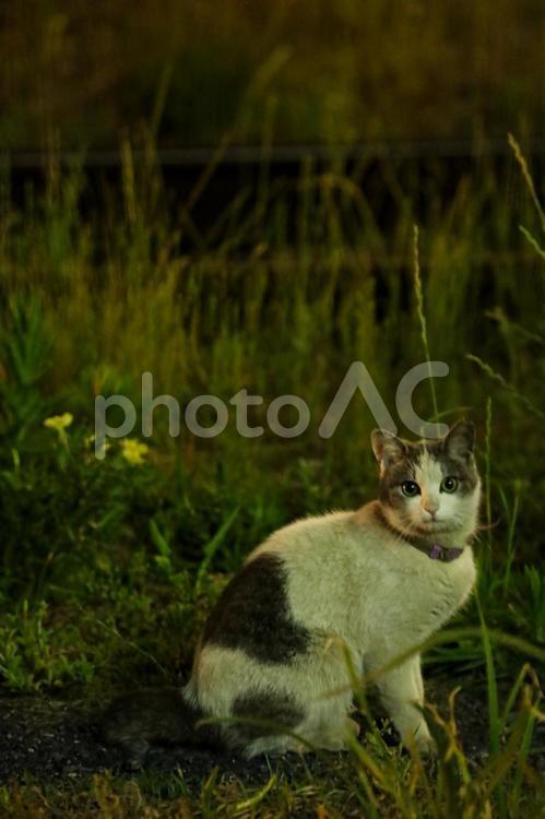スナップフォト　〜猫〜 風景,風景写真,スナップ写真の写真素材