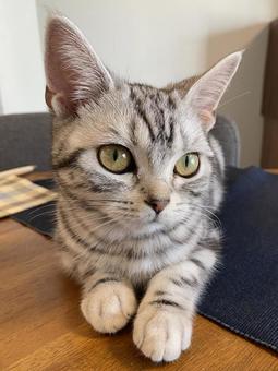 猫ちゃん 猫ちゃんの写真