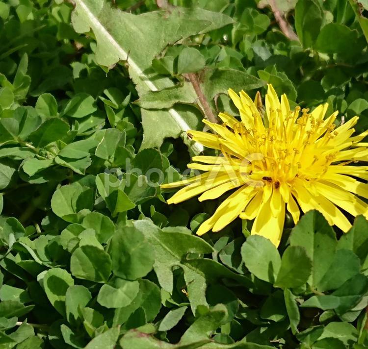 タンポポ 自然,タンポポ,たんぽぽの写真素材