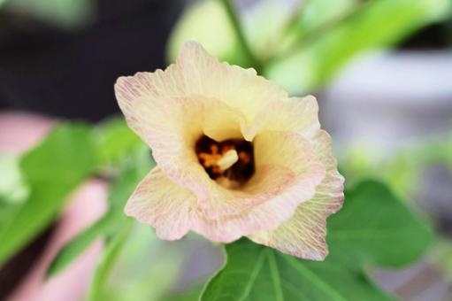 綿６（花） 綿,花,黄色の写真素材