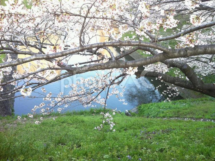 桜と芝  桜,芝,お堀の写真素材
