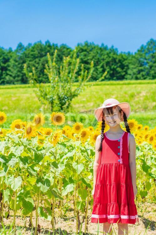 ひまわりと子供 向日葵,笑顔,子供の写真素材