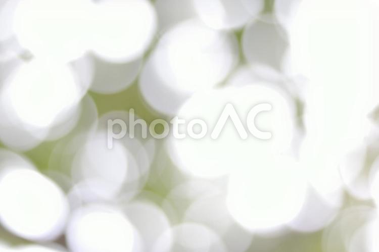 木漏れ日 自然,背景,光の写真素材