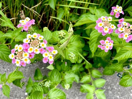 ランタナに潜む緑のカマキリ 花,ランタナ,カマキリの写真素材