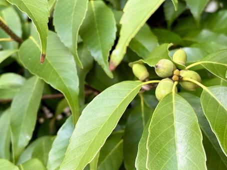 どんぐり どんぐり,ドングリ,植物の写真素材