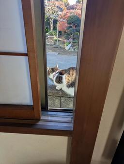 逃げたねこ_3 窓,朝焼け,日の当たるの写真素材