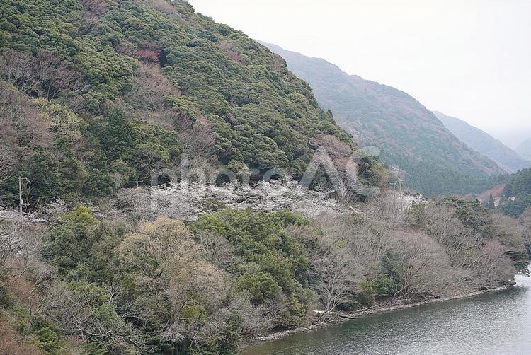 諭鶴羽ダム90　ダム湖と桜 諭鶴羽ダム,兵庫県,南あわじ市の写真素材
